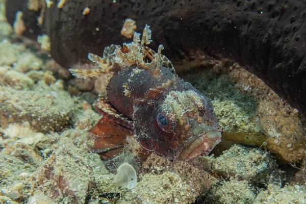 Kızıl Deniz 'de balıklar yüzer, renkli balıklar, Eilat İsrail