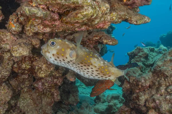 Peixes Nadam Mar Vermelho Peixes Coloridos Eilat Israel — Fotografia de Stock