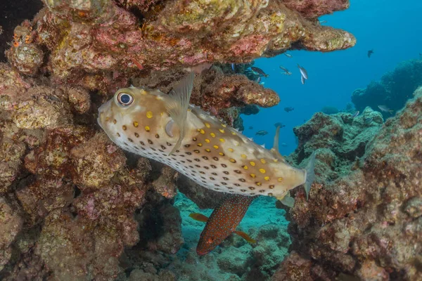 Fiskar Simmar Röda Havet Färgglada Fiskar Eilat Israel — Stockfoto