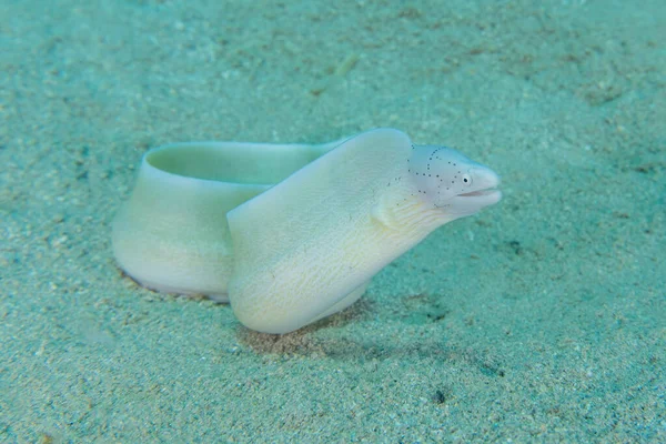 Moray Enguia Mooray Lycodontis Undulatus Mar Vermelho Eilat Israel — Fotografia de Stock