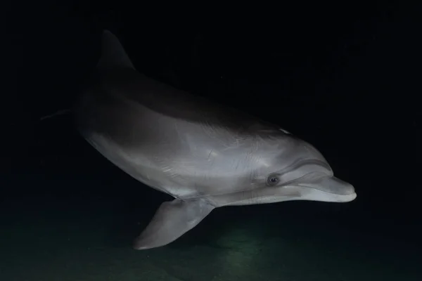 Dolphin Swimming Red Sea Eilat Israel — Stock Photo, Image