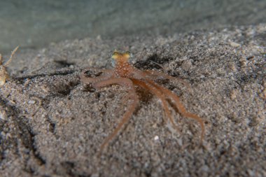Kızıl Deniz 'deki kamuflajın kralı, Eilat Israel. 