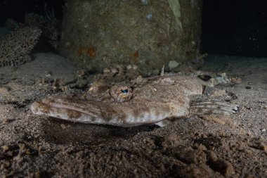 Kızıl Deniz 'de balıklar yüzer, renkli balıklar, Eilat İsrail