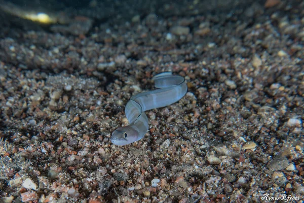 Moray Eel Mooray Lycodontis Undulatus Mar Rojo Eilat Israel — Foto de Stock