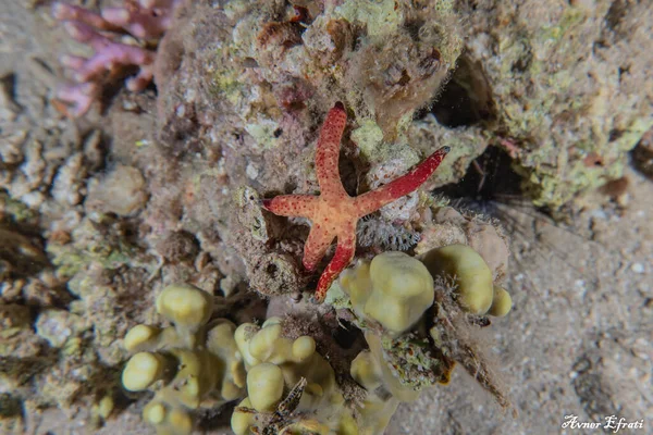 ヒトデ紅海の海底で エイラート イスラエル — ストック写真