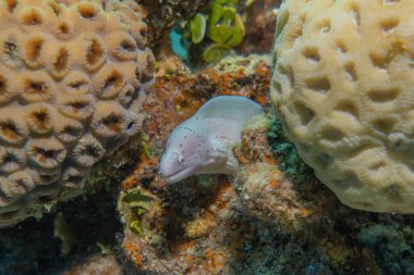 Moray eel Mooray lycodontis Kızıldenizde dalgalanma, Eilat Israel