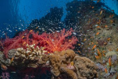 Kızıldeniz 'deki mercan resifi ve su bitkileri, Eilat Israel