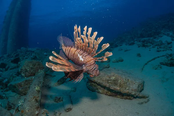 Lionfish Red Sea Colorful Fish Eilat Israel — Stock Photo, Image