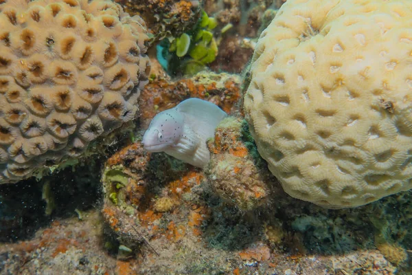 Moray Eel Mooray Lycodontis Undulatus Красном Море Эйлат Израиль — стоковое фото