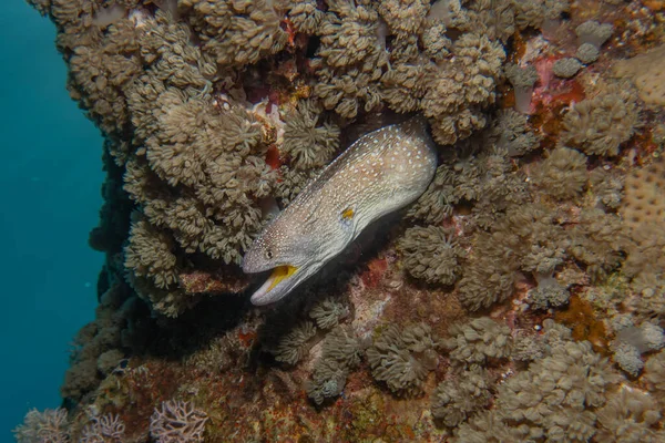 Moray Eel Mooray Lycodontis Undulatus Morzu Czerwonym Eilat Izrael — Zdjęcie stockowe