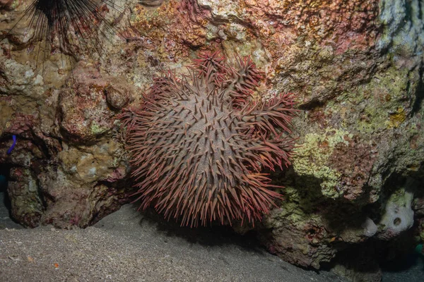 Récif Corallien Plantes Aquatiques Dans Mer Rouge Eilat Israël — Photo