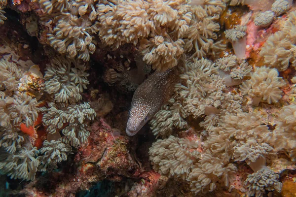 Moray Eel Mooray Lycodontis Undulatus Red Sea Eilat Israel — 스톡 사진