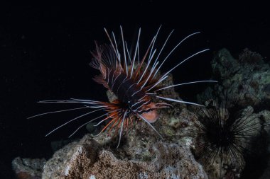 Kızıl Deniz 'deki aslan balığı renkli balık, Eilat Israel