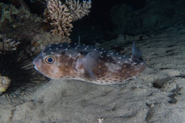 Kızıl Deniz 'de balıklar yüzer, renkli balıklar, Eilat İsrail