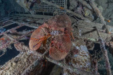 Kızıl Deniz 'deki ıstakozlar Renkli ve güzel, Eilat Israel