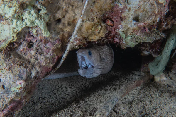 Moray Eel Mooray Lycodontis Undulatus Красном Море Эйлат Израиль — стоковое фото