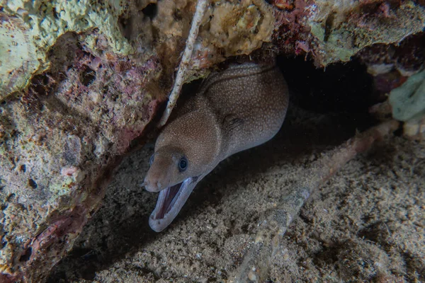Moray Eel Mooray Lycodontis Undulatus Mar Rojo Eilat Israel — Foto de Stock