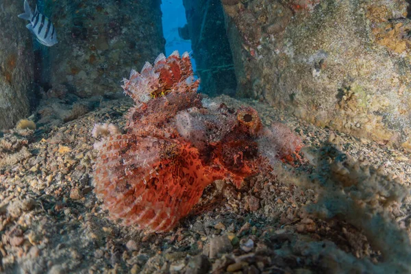 Halak Úsznak Vörös Tengerben Színes Halak Eilat Izrael — Stock Fotó