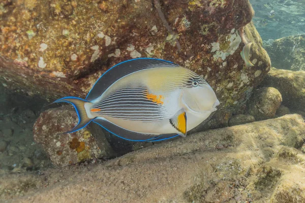 Fiskar Simmar Röda Havet Färgglada Fiskar Eilat Israel — Stockfoto