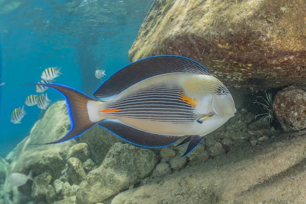 Fiskar Simmar Röda Havet Färgglada Fiskar Eilat Israel — Stockfoto