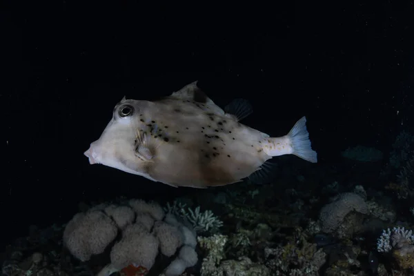 紅海で泳ぐ魚 カラフルな魚 エイラートイスラエル — ストック写真