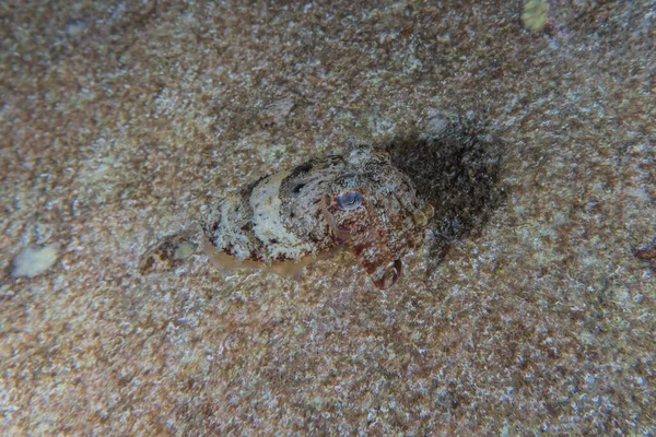 红海中的乌贼色彩艳丽 以色列鳗鱼 — 图库照片
