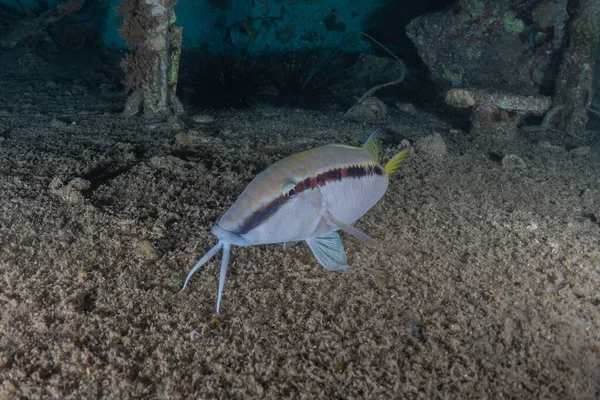 Ikan Berenang Laut Merah Ikan Berwarna Warni Eilat Israel — Stok Foto