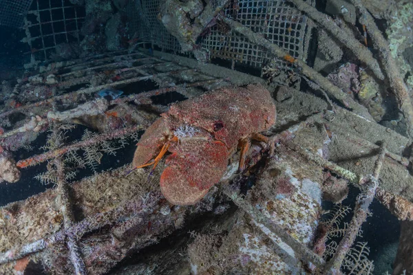 Lobsters in the Red Sea Colorful and beautiful, Eilat Israel