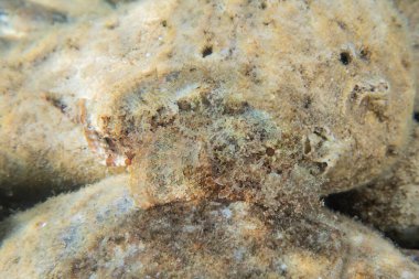 Kızıl Deniz 'de balıklar yüzer, renkli balıklar, Eilat İsrail