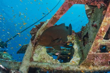 Kızıl Deniz 'de balıklar yüzer, renkli balıklar, Eilat İsrail