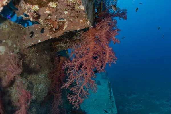 Kızıldeniz 'deki mercan resifi ve su bitkileri, Eilat Israel