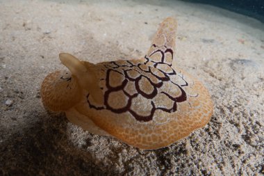 Kızıl Deniz 'deki deniz sümüklüböceği Renkli ve güzel, Eilat Israel