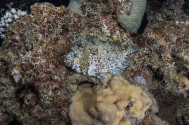 Kızıl Deniz 'de balıklar yüzer, renkli balıklar, Eilat İsrail