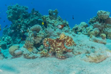 Kızıl Deniz 'deki kamuflajın kralı, Eilat Israel. 
