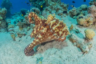 Kızıl Deniz 'deki kamuflajın kralı, Eilat Israel. 