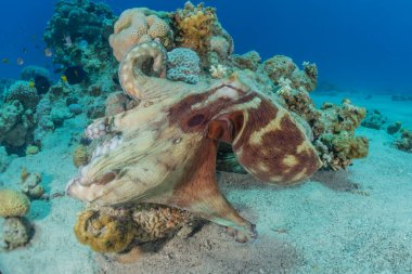 Kızıl Deniz 'deki kamuflajın kralı, Eilat Israel. 