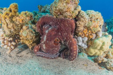 Kızıl Deniz 'deki kamuflajın kralı, Eilat Israel. 