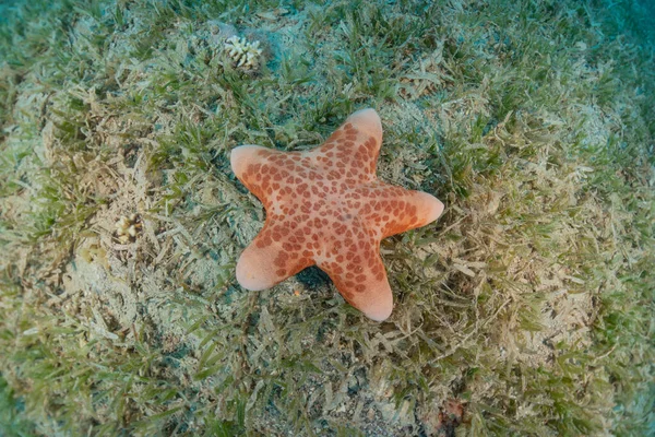 Estrella Mar Fondo Marino Mar Rojo Eilat Israel — Foto de Stock