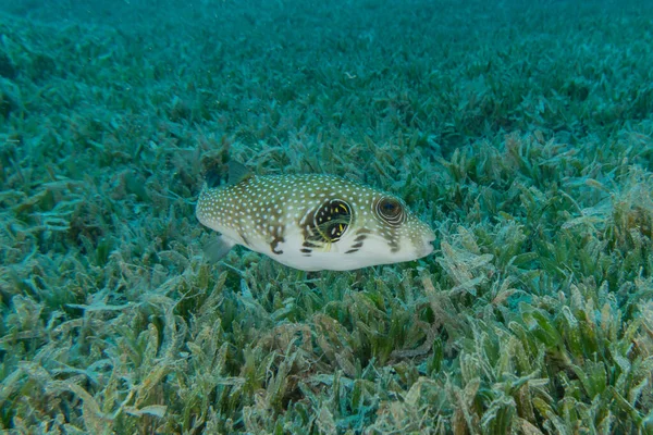 Fish Swim Red Sea Colorful Fish Eilat Israel — Stock Photo, Image