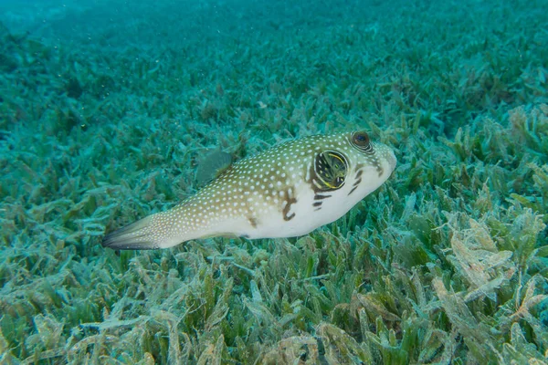 紅海で泳ぐ魚 カラフルな魚 エイラートイスラエル — ストック写真