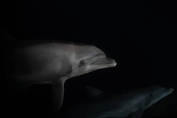 Delfín Plavání Rudém Moři Eilat Izrael — Stock fotografie