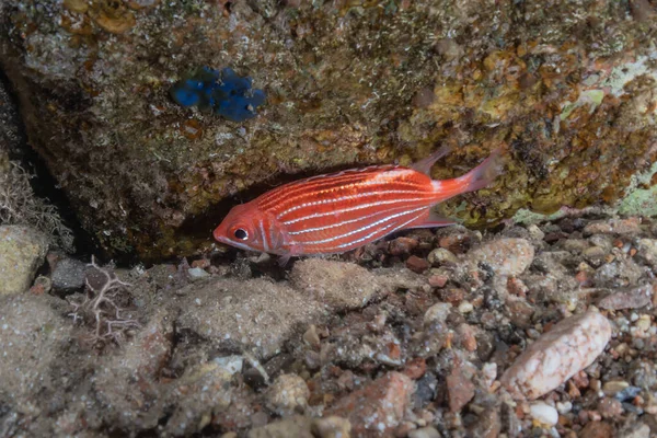 Los Peces Nadan Mar Rojo Peces Coloridos Eilat Israel —  Fotos de Stock