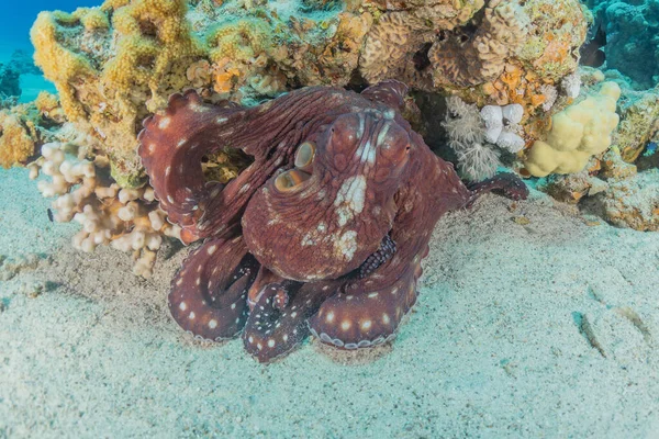 Polpo Del Camuffamento Nel Mar Rosso Eilat Israele — Foto Stock