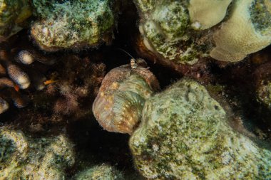 Kızıl Deniz 'de balıklar yüzer, renkli balıklar, Eilat İsrail