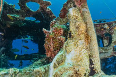 Kızıl Deniz 'de balıklar yüzer, renkli balıklar, Eilat İsrail