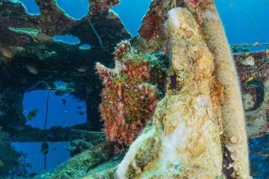 Kızıl Deniz 'de balıklar yüzer, renkli balıklar, Eilat İsrail