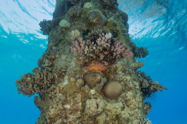 Kızıl Deniz 'de balıklar yüzer, renkli balıklar, Eilat İsrail