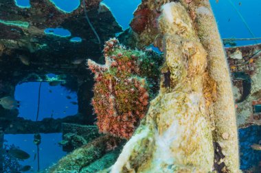 Kızıl Deniz 'de balıklar yüzer, renkli balıklar, Eilat İsrail