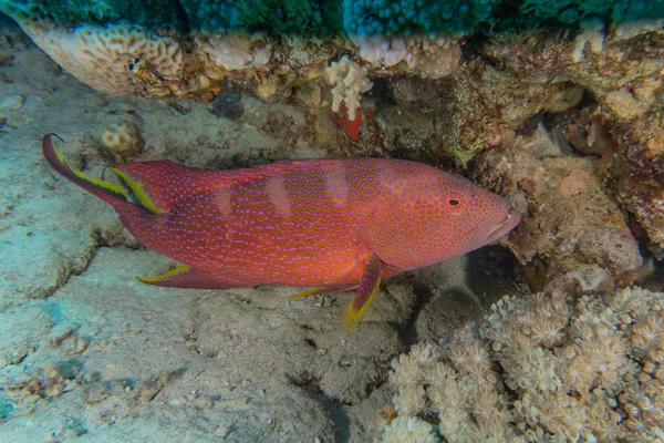Kızıl Deniz Balıklar Yüzer Renkli Balıklar Eilat Srail — Stok fotoğraf