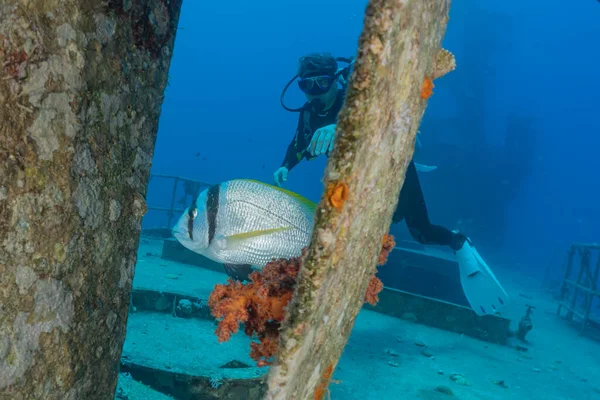 Fische Schwimmen Roten Meer Bunte Fische Eilat Israel — Stockfoto